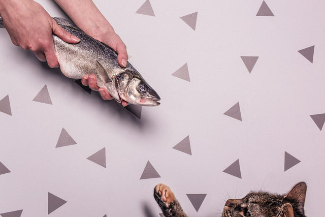 The Purrfect Magento 2 Features To Scale Your eCommerce Reach