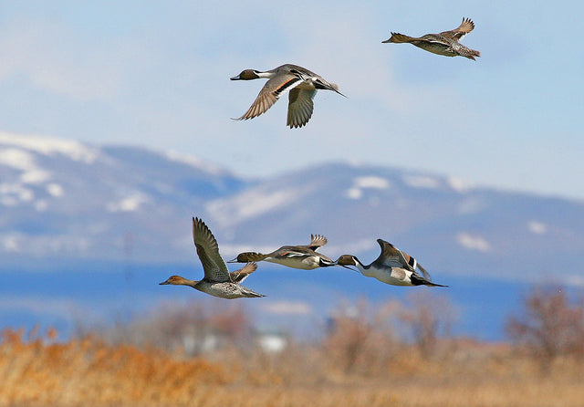 Birds Migrating